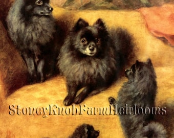 Black Pomeranian Family ~ Dogs, Puppies ~ 2 Counted Cross Stitch Patterns ~ One in Color, One in BlkWht Symbols ~ Digital Download