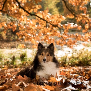 Sheltie en Paisaje Otoñal ~ Perros, Cachorros ~ DIY 2 Patrones Punto de Cruz Color y Símbolos Blanco Negro ~ Descargar PDF