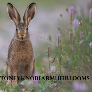 May include: A brown hare with long ears sits on a path in a field of green grass and purple wildflowers. The hare is looking directly at the camera.