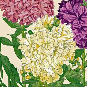 Puede incluir: Una ilustración botánica vintage de tres flores con hojas y tallos verdes. Las flores son blancas, rosas y moradas. El fondo es de color crema claro.