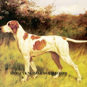 May include: A white and brown English Pointer dog stands in a field of tall grass. The dog is looking to the left of the image, with its head held high. The dog's tail is wagging slightly. The dog is in a hunting pose, with its legs slightly bent and its body tense.