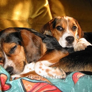 Könnte beinhalten: Zwei braune und schwarze Beagle-Hunde kuscheln auf einer bunten, gemusterten Decke. Die Hunde liegen auf der Seite und haben ihre Köpfe auf der Decke abgelegt.