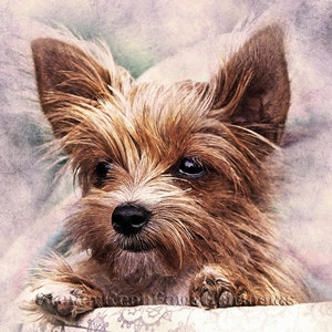 Yorkshire Terrier Puppy (Yorkie) ~ Dogs ~ DIY 2 Cross Stitch Patterns ~ One in Color and one in BlackWhite Symbols ~ Digital Download