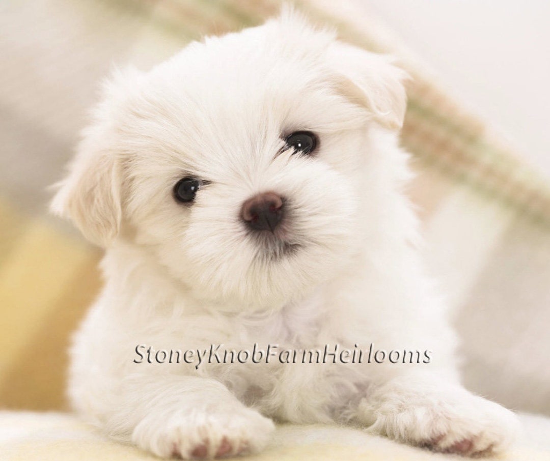 Maltese Puppy Bichon Intelligence Ranking Maltese Bichon Breed For