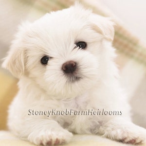Maltese Puppy ~ Dogs, Puppies ~ DIY Cross Stitch Pattern ~ Download