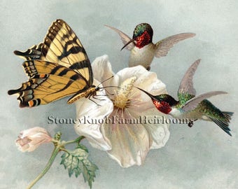 Hummingbirds, Butterfly, Flower ~ Cross Stitch Pattern in Color & in BlkWht Symbols ~ Download