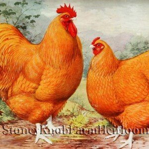 May include: A rooster and hen, both with orange feathers, stand side-by-side in a grassy field. The rooster has a red comb and wattle, while the hen has a smaller red comb. The background is a watercolor painting of a field and trees.