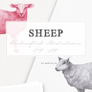 Hand drawn Sheep Illustrations