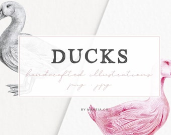 Hand drawn Ducks Illustrations