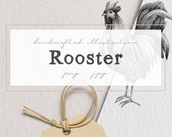 Hand drawn Rooster Illustration