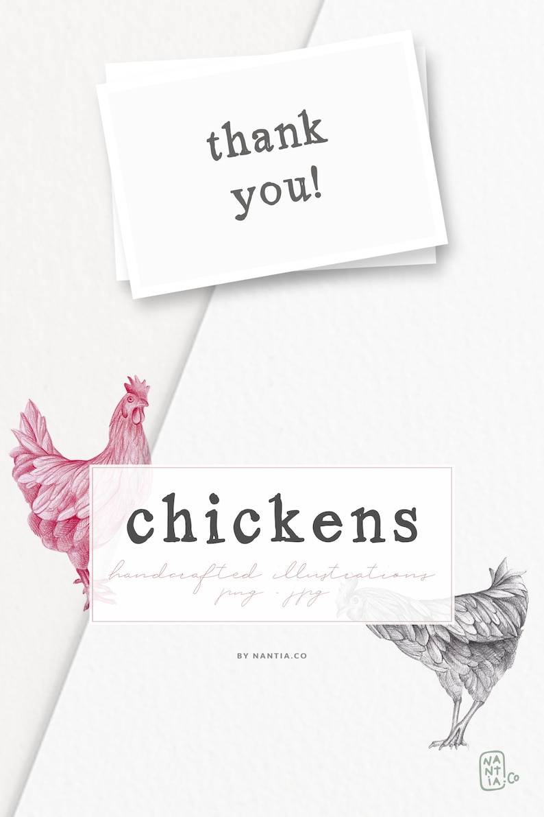 Chicken In Cursive Hand-drawn Chicken Illustrations - Etsy