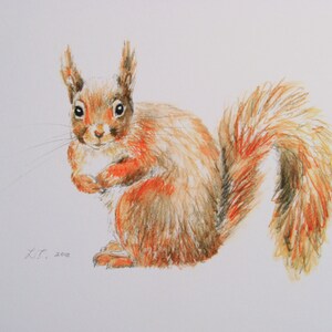 Red Squirrel print, art print, wildlife print, watercolour print. image 1