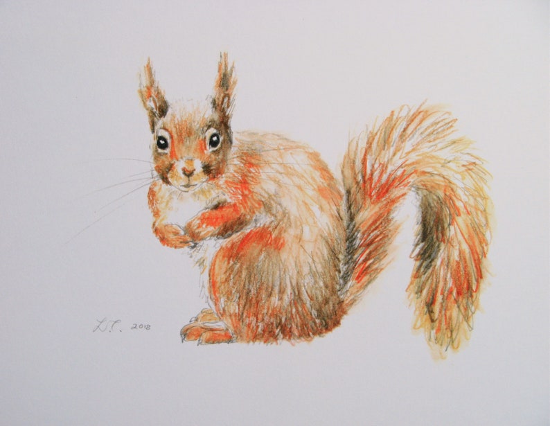 Red Squirrel print, art print, wildlife print, watercolour print. image 1