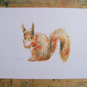 Red Squirrel print, art print, wildlife print, watercolour print. image 3