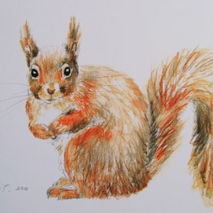 Red Squirrel print, art print, wildlife print, watercolour print. image 2