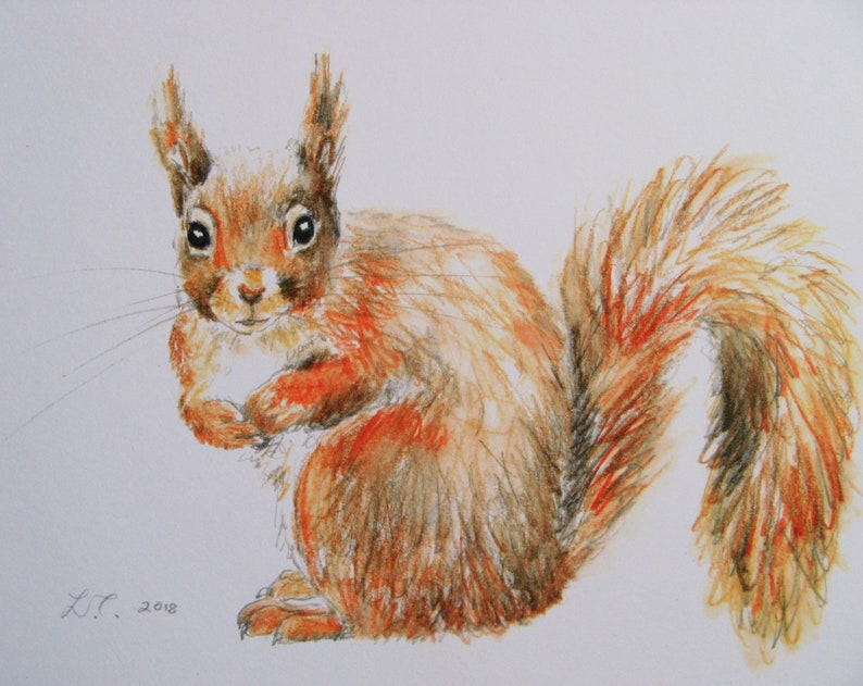 Red Squirrel print, art print, wildlife print, watercolour print. image 2