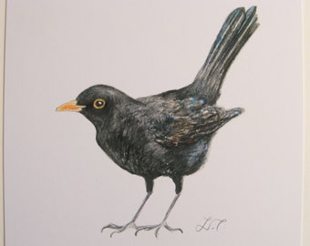 Blackbird, art print, wildlife print, watercolour print.