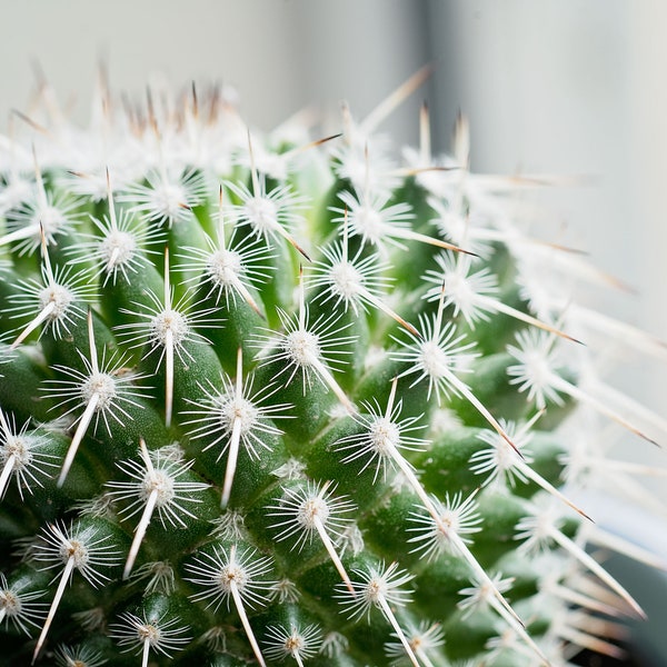 Patterned Cactus Digital Photograph