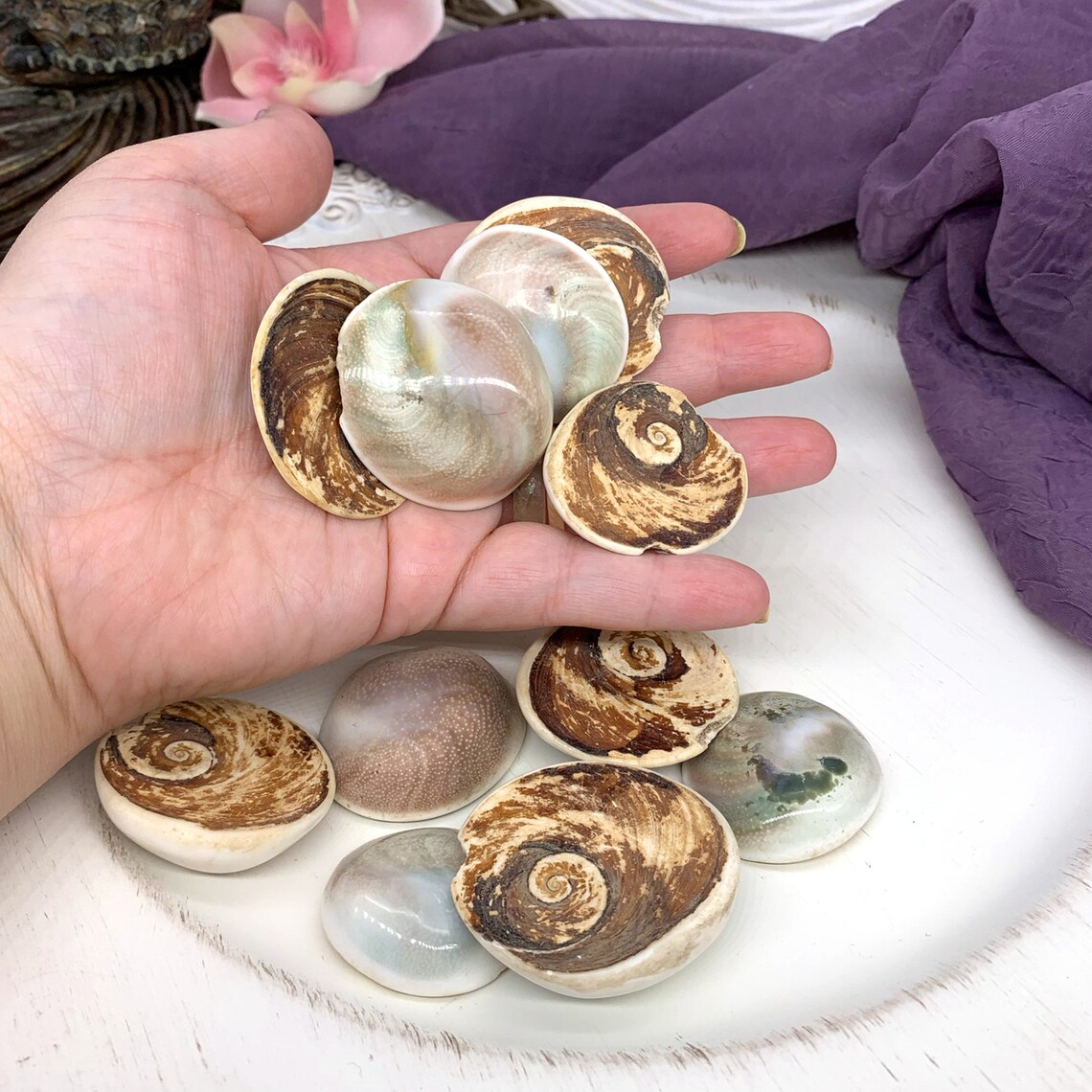 Shiva Shell Coin Rough Natural Raw Seashell for Evil Eye Etsy