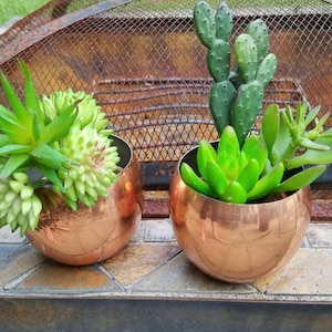 May include: Two copper pots with green succulent plants. The pots are round and have a shiny copper finish. The succulents are in various shades of green.