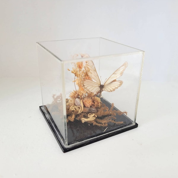 Butterfly Terrarium Diorama w/ Dried Flowers Square Plastic Butterfly Taxidermy Display Vintage Cottage Core Decor Made by Enesco