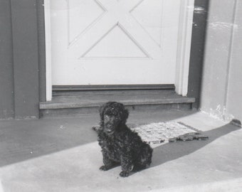 Curly Haired Dog Etsy