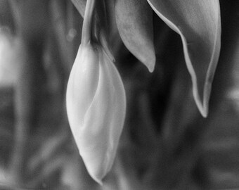 Bourgeon de tulipe, fleur, fleurs noires et blanches, arrangement floral, eau, vase, impression de fleur, nature, cadeau