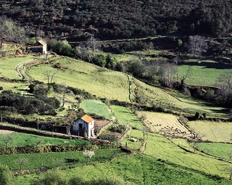 Heading Home: Sheep, Farm, Sheppard, House, Green Fields, Land, Landscape, Hedgerow, Livestock, Portugal