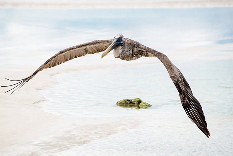 Pélican en vol : ailes, oiseaux de mer, gibier d'eau, vol à voile, la faune, les îles Galagapose image 1