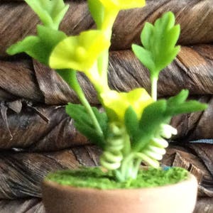 May include: A miniature potted plant with bright yellow flowers and green leaves. The plant is in a small, terracotta-colored pot filled with green moss. The background is a woven, brown material.