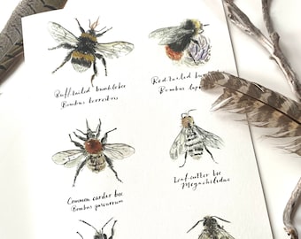 Bee chart- 5 cards & envelope pack featuring six bee species