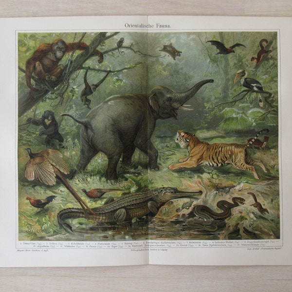 Antike Wörterbuch Seite von 1908, orientalische Fauna, deutsche Chromolithograph Druck von Meyers Konversationen Lexikon, Tierwelt