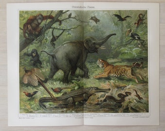 Antique Dictionary Page from 1908, Oriental Fauna, German Chromolithograph Print from Meyers Konversations Lexikon, Wildlife