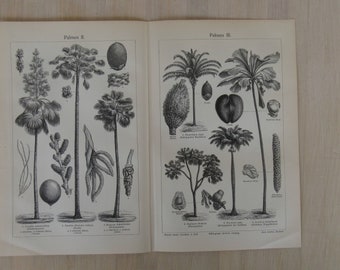 German Chromolithograph Print from Meyers Konversations Lexikon Ornamente III Antique Dictionary Page from 1908 Decoration Renaissance
