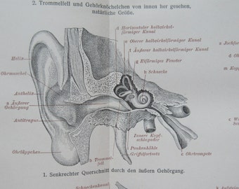 Antique Dictionary Page 1908, Otology, Human Anatomy, German Chromolithograph Print Meyers Konversations Lexikon, Human Ear Print