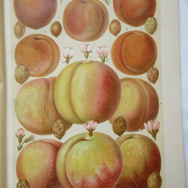 Antique Dictionary Print from 1908, Peaches and Apricots, Art Print for Framing from Meyers Lexikon, Gift for Gardener, Kitchen Decor
