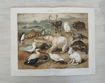 Impression antique d'animaux de l'Arctique, 1906 | Arktische Fauna de Meyers Konversations Lexikon |  Art allemand d'histoire naturelle | Cadeau pour amoureux des animaux