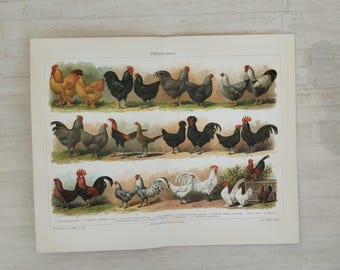 Antyczne rasy kur – grafika ścienna | Niemiecki druk Hühnerassen z 1906 roku z Meyers Lexikon | Dekoracje do drobiu w stylu vintage, wystrój domu wiejskiego