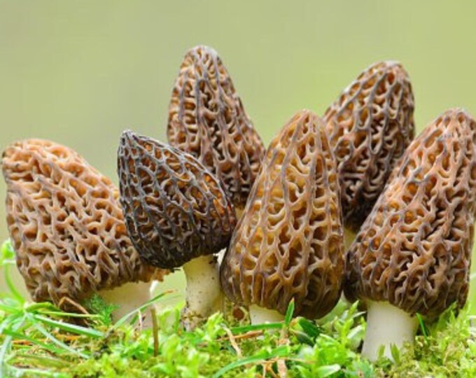 Fresh Wild Morel Mushrooms PER 4 OZ, FRESHEST, Tastiest Vacuumsealed