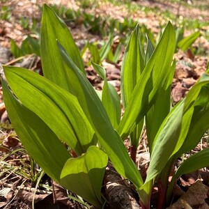 PER 50 Wild Ramps, Wild Leeks, Wild Onions Bulbs, Greens, Whole Plants -Organic, Non-GMO Hand-Harvested w Cold Shipper Allium tricoccum