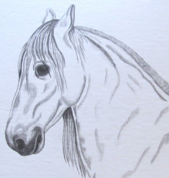 Cheval Andalou Original Dessin Crayon Graphite 8 X 10 Lart équestre Décor De Ferme Ferme Portrait Personnalisé Illustration Art Mural