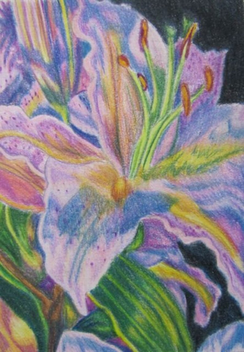 custom floral art original Prismacolor pencil drawing 5x7 one of a kind Floral garden art handpainted Pink Lily flower painting