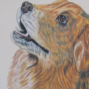 May include: A colored pencil drawing of a golden-brown dog looking upward with its mouth slightly open. The dog has textured fur in shades of amber, tan, and dark brown, with white highlights around the muzzle and chin. The signature J. CORUTO is visible.