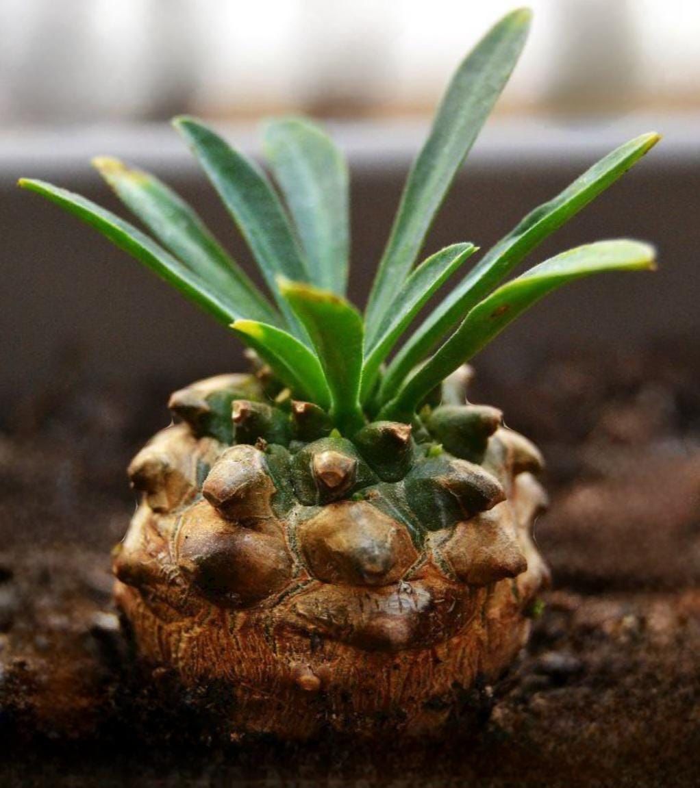 羅本製所 ROBIN miniart Euphorbia decidua 羅本製所 ROBIN miniart Euphorbia decidua