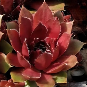 LIVE 3 Varieties of Hen And Chicks | Sempervivum | Small