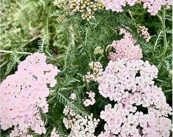 White/Pink/Purple Yarrow seeds Tea Garden 50+ Perennial summer pastels