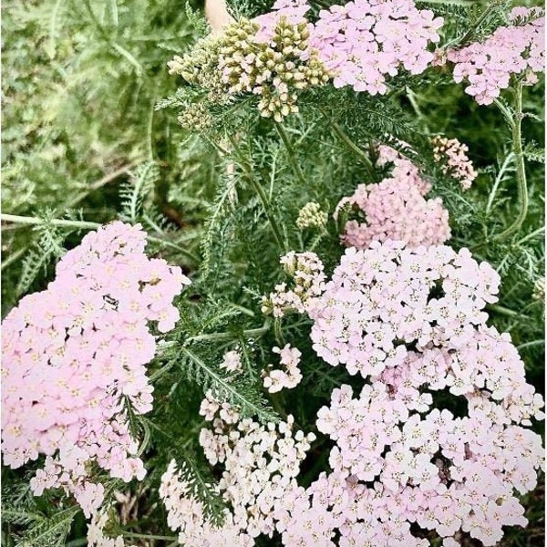 White/Pink/Purple Yarrow seeds Tea Garden 50+ Perennial summer pastels