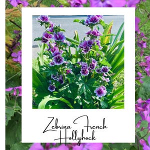 May include: A close-up of a vibrant purple and white Zebrina French Hollyhock plant in full bloom. The plant is growing in a garden setting with green leaves and stems.