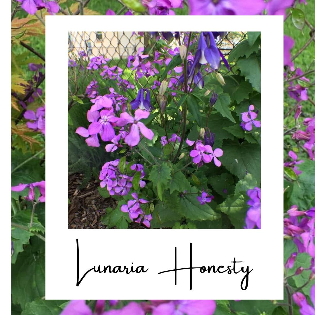 Money Plant Seeds "lunaria Honesty" Pollinator Garden Dried Floral - Etsy