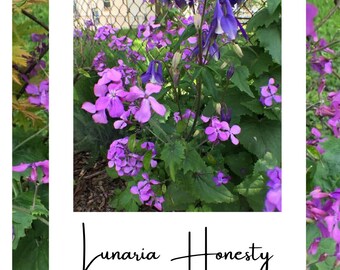 Money Plant seeds "Lunaria Honesty" Pollinator Garden Dried Floral